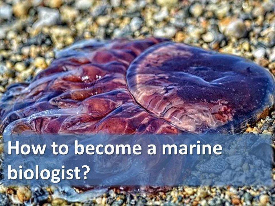How to become a marine biologist?