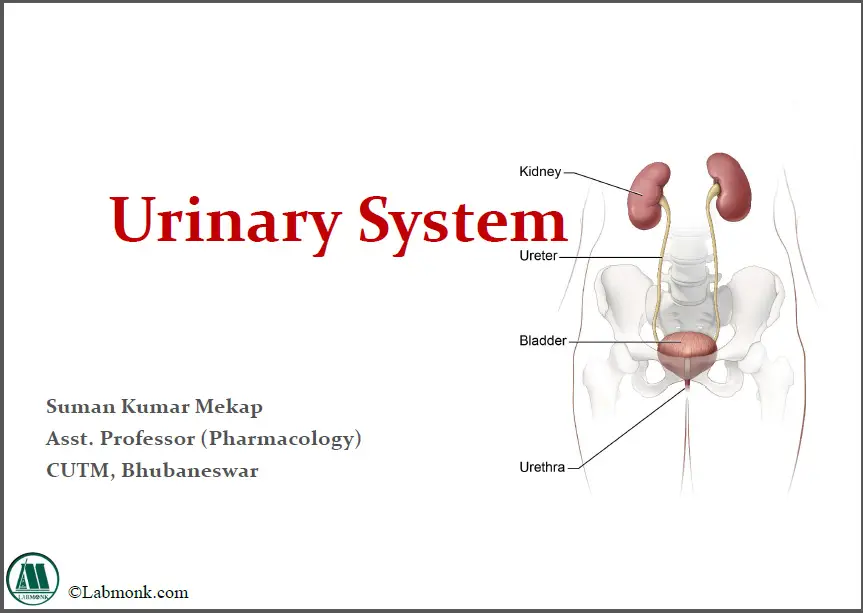 Urinary System - Labmonk
