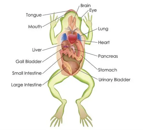 Effect of saline purgative on frog intestine