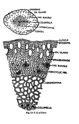 Morphology, Histology and Powder Characteristics of Clove