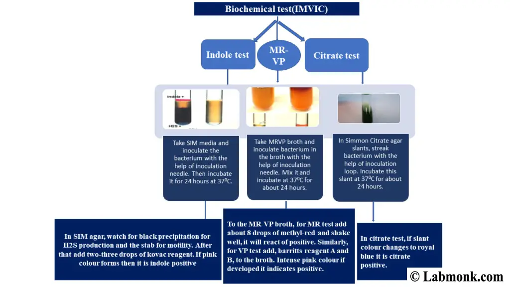 Biochemical Test (IMViC reactions)