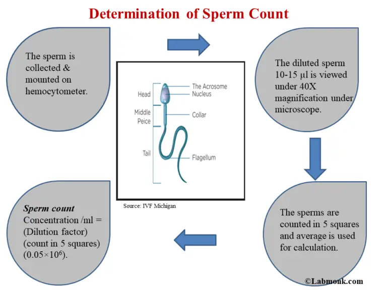 Normal sperm count and motility