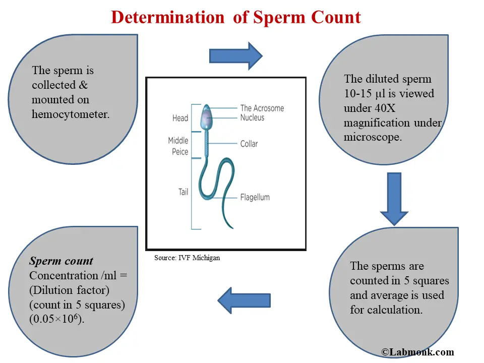 semen test procedure
