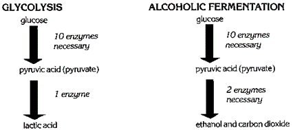Fermentation Process of Alcohol Production