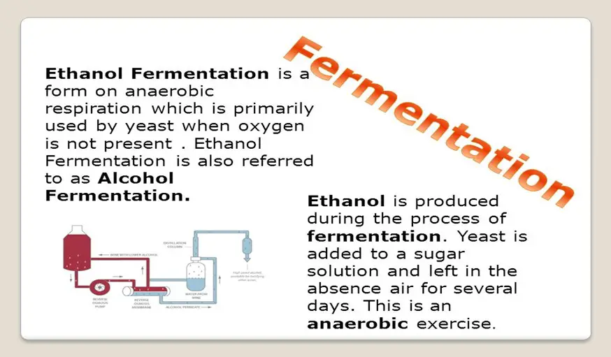 Fermentation Process of Alcohol Production