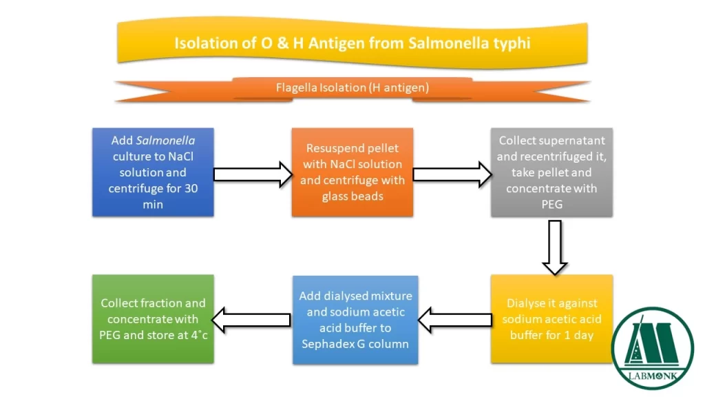 Isolation of O & H Antigen from Salmonella typhi
