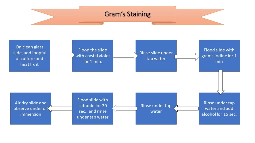 Gram’s Staining
