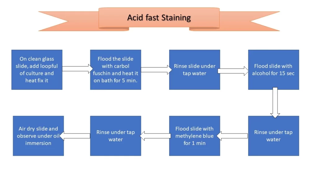 Acid fast staining