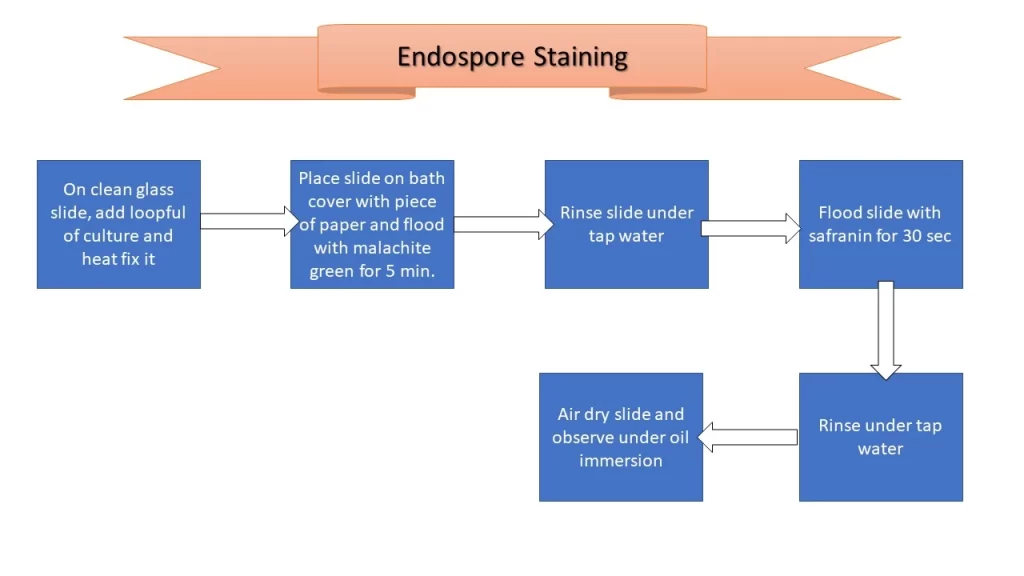 endospore stain procedure