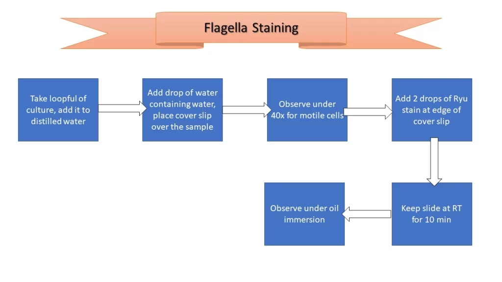 Flagella Staining