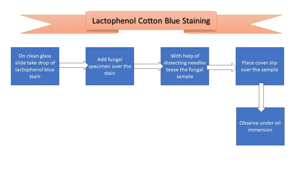 Lactophenol Cotton Blue (LPCB) Mounts