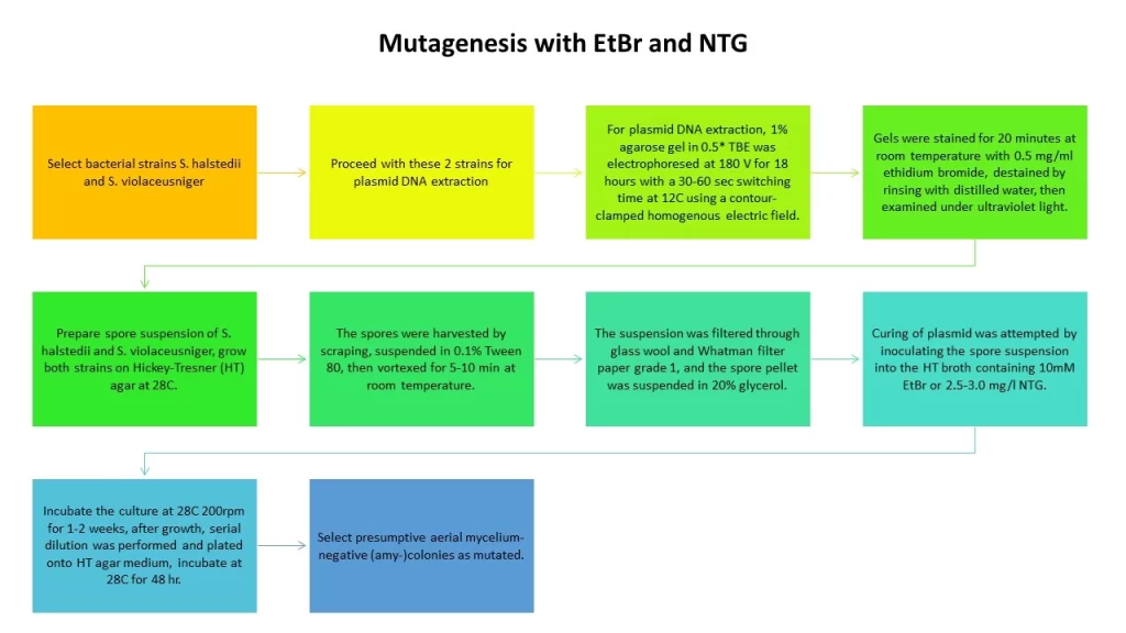 Mutagenesis with EtBr and NTG