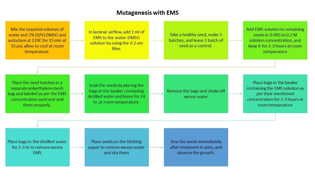 Mutagenesis with EMS